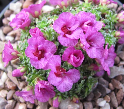 Saxifraga 'Excellent'